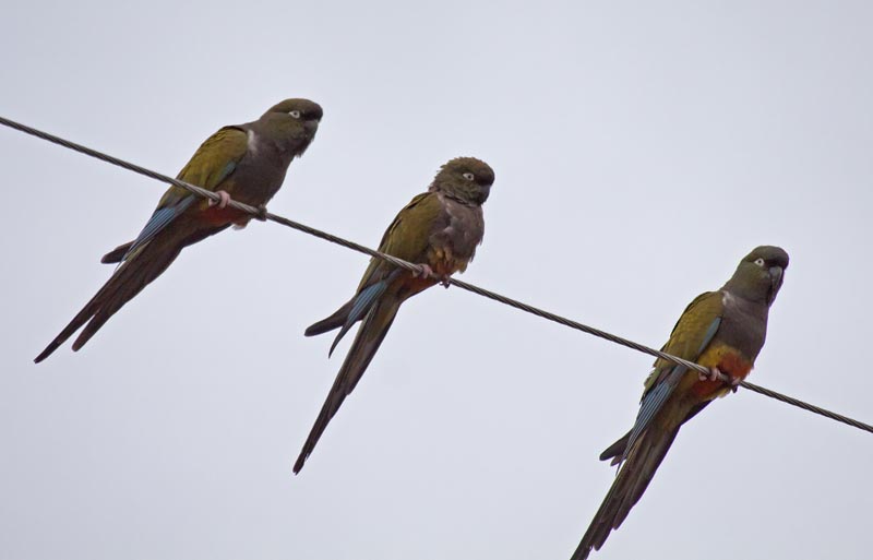 Photo Loro Barranquero