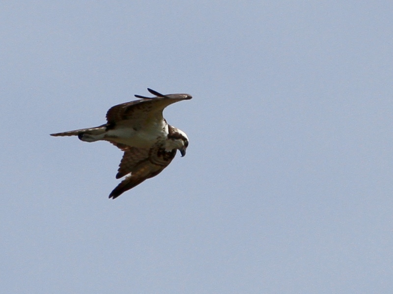 Foto Águila Pescadora