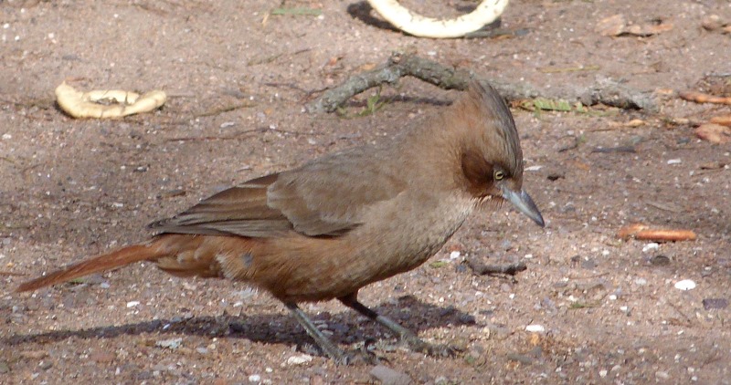 Photo Cacholote Castaño