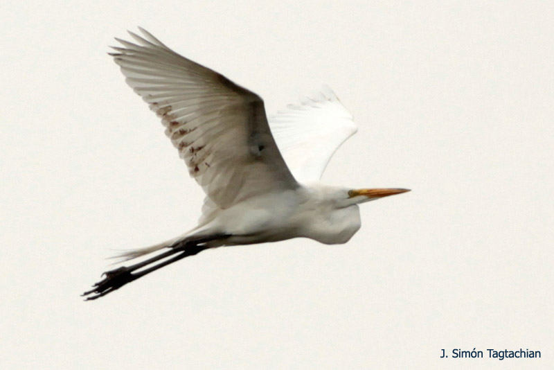 Foto Garza Blanca