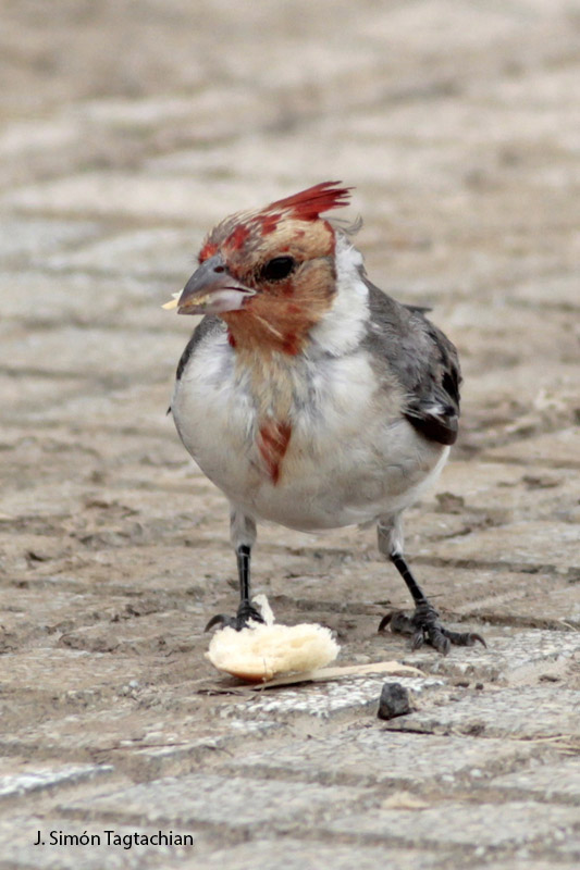 Foto Cardenal Común