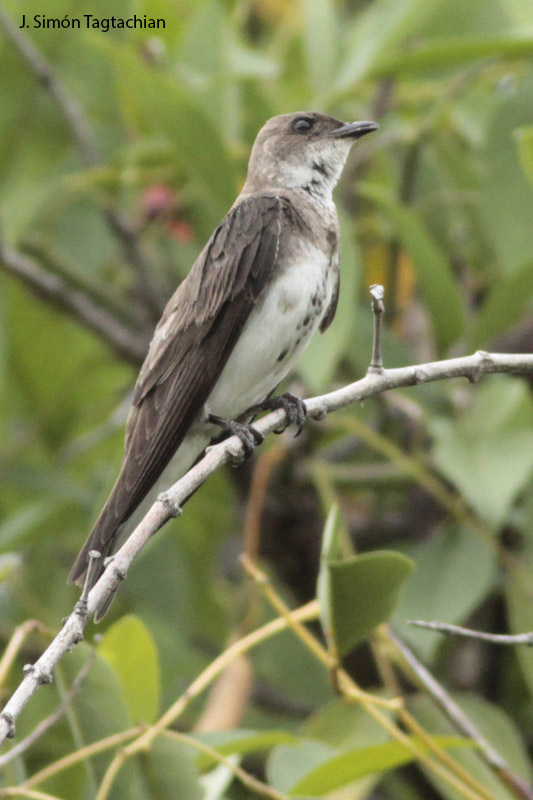 Foto Golondrina Parda