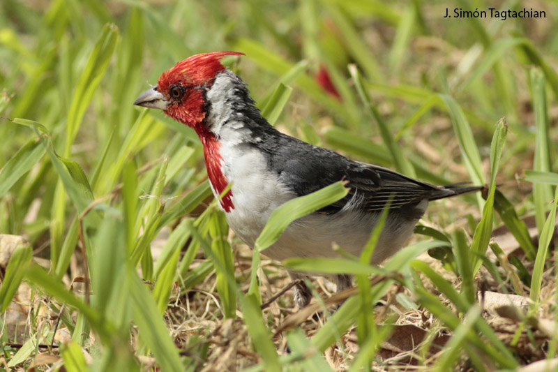Foto Cardenal Común