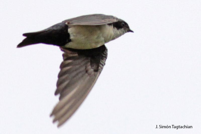 Foto Golondrina Barranquera