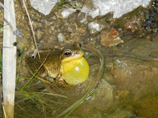 Foto Rana Trepadora Cordobesa