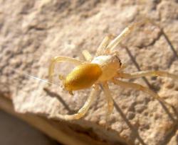  (Cheiracanthium sp.)