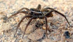  (Diapontia uruguayensis)