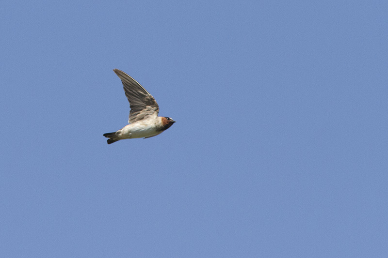Photo Golondrina Rabadilla Canela