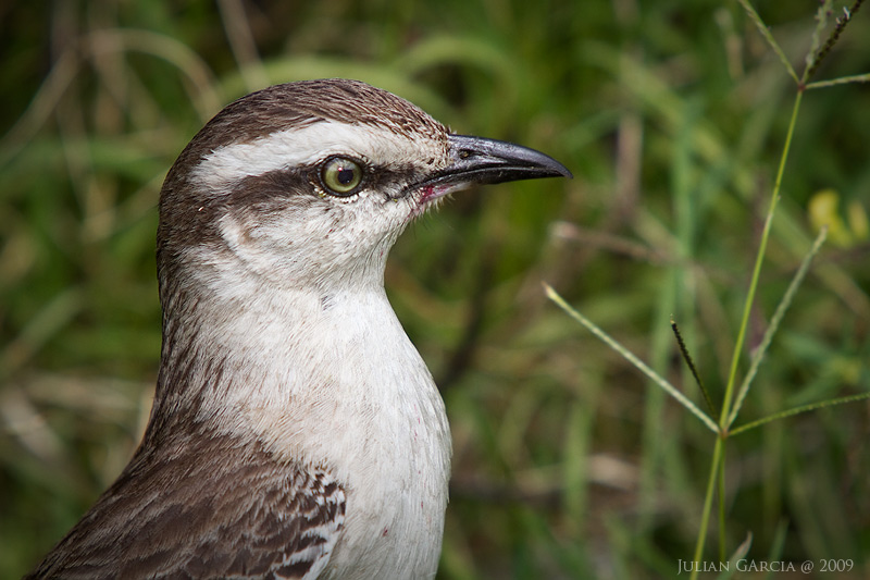 Photo Calandria Grande