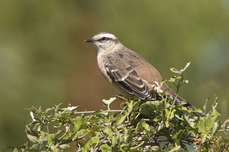 Photo Calandria Grande