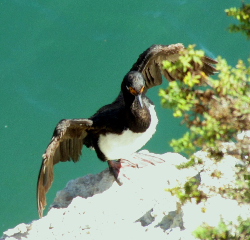 Photo Cormorán Cuello Negro