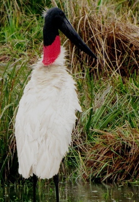 Photo Yabirú