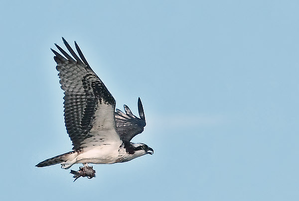 Foto Águila Pescadora