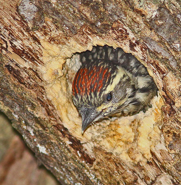 Foto Carpintero Bataraz Chico