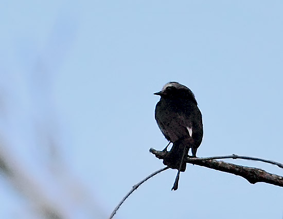 Foto Yetapá Negro