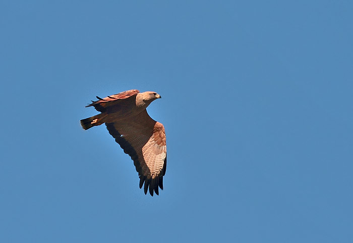 Foto Aguilucho Colorado