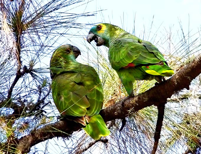 Foto Loro Hablador