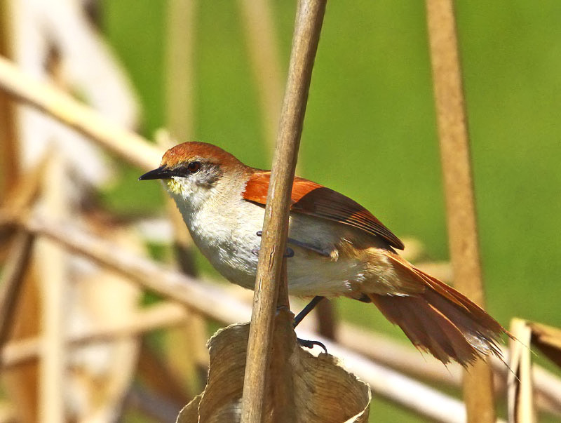 Curutié Colorado (Certhiaxis cinnamomeus)