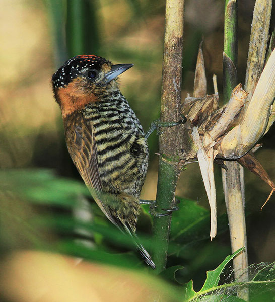 Foto Carpinterito Cuello Canela