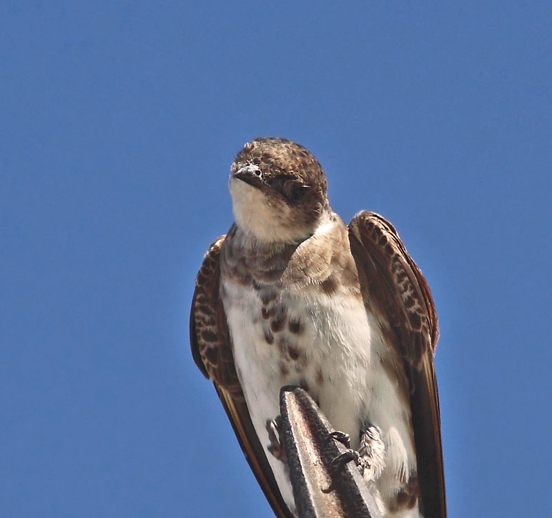Foto Golondrina Parda