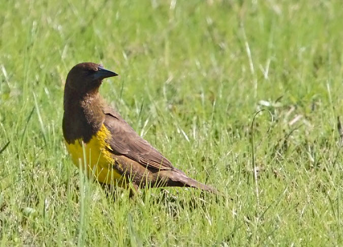 Photo Pecho Amarillo Común