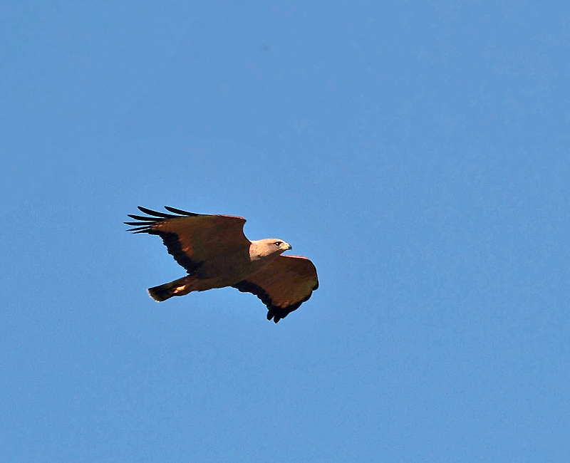 Foto Aguilucho Colorado