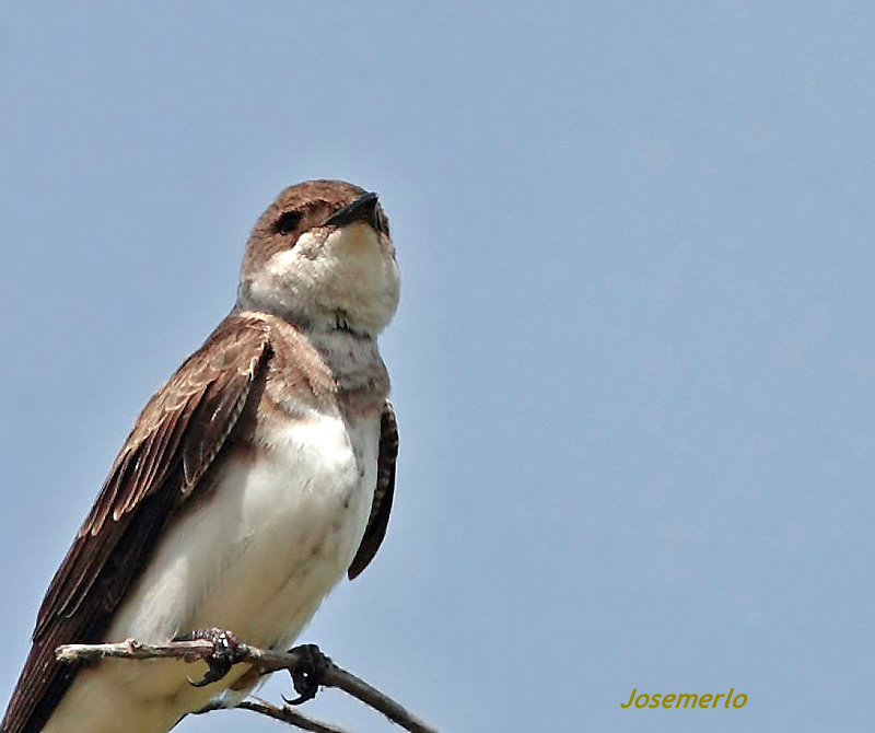 Foto Golondrina Parda