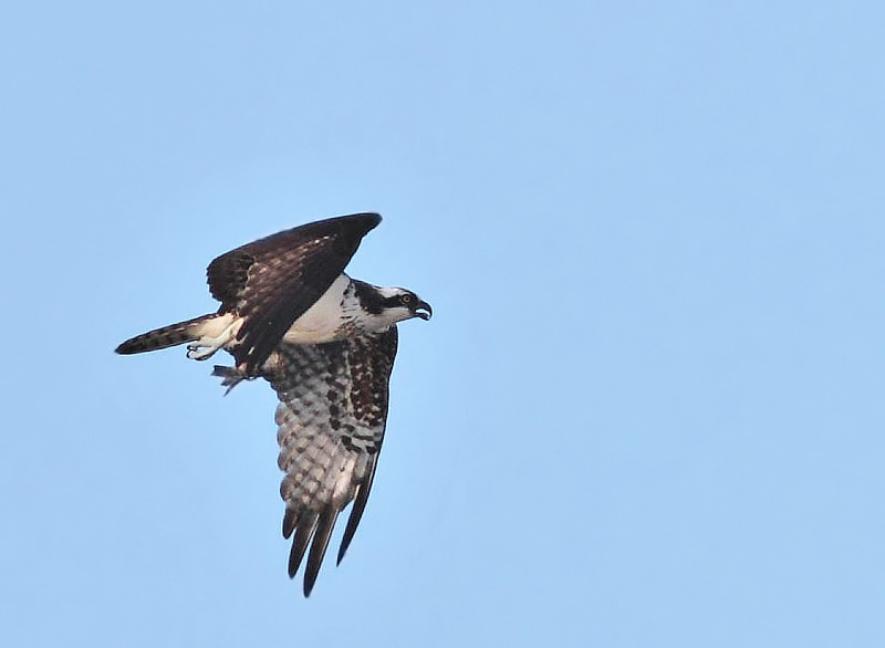 Foto Águila Pescadora