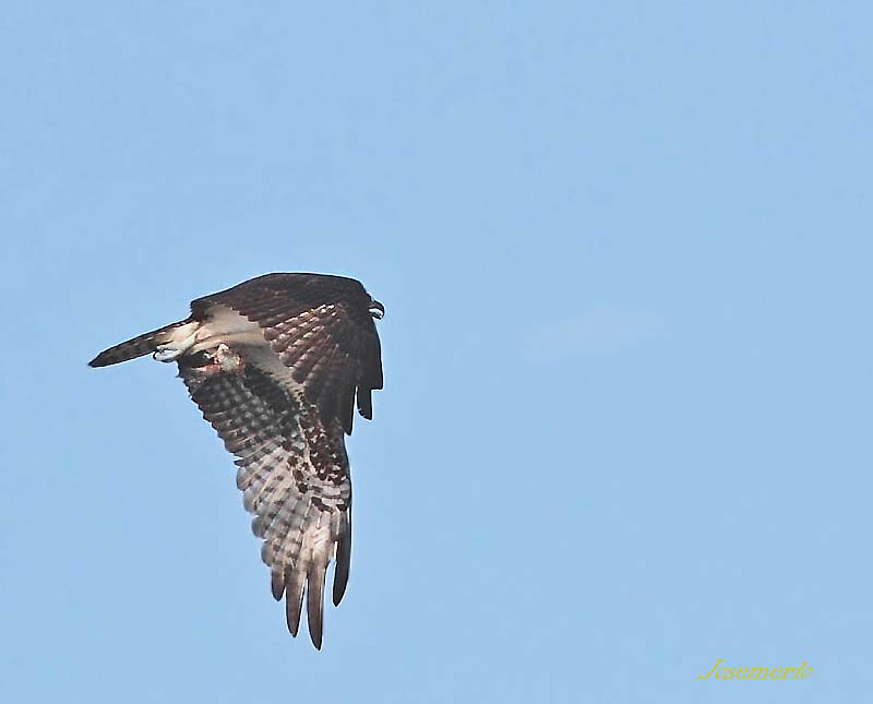Foto Águila Pescadora
