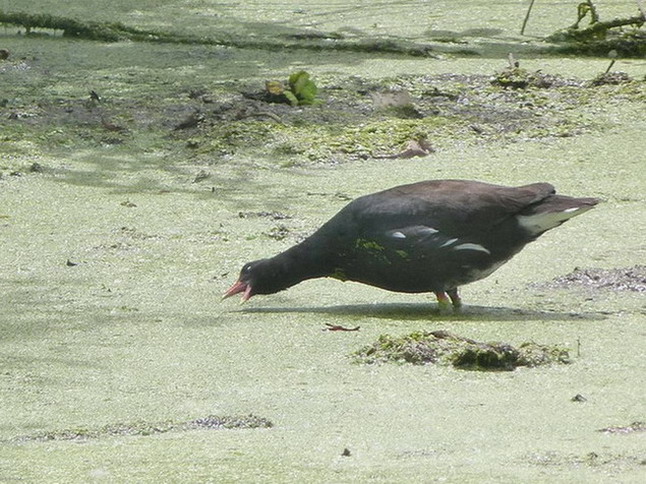 Foto Pollona Negra