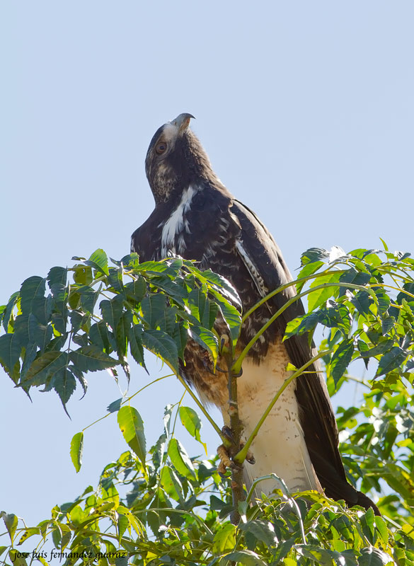 Photo Aguilucho Alas Largas