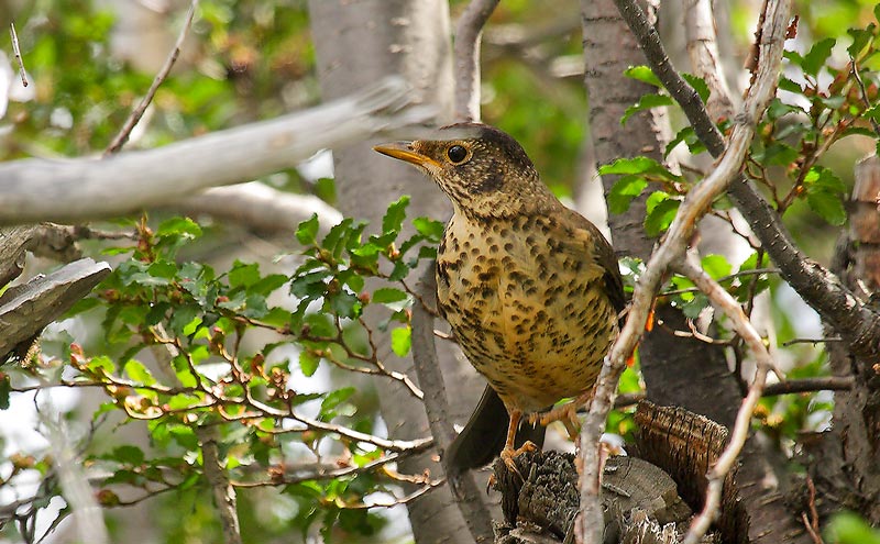 Zorzal Patagónico (Turdus falcklandii)