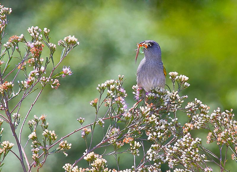 Foto Verdón