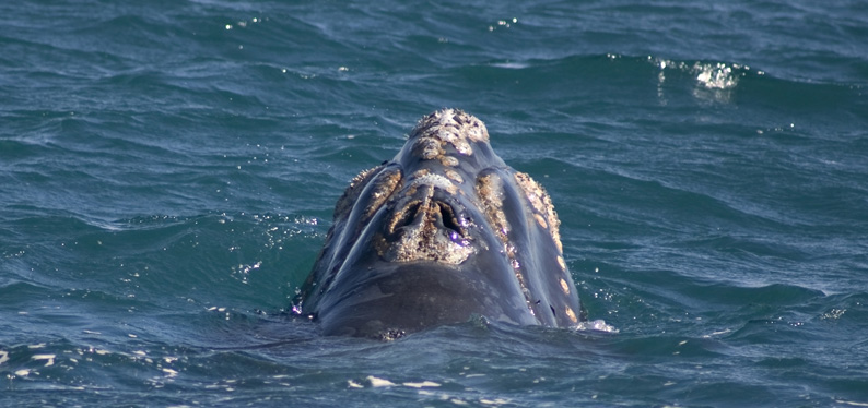 Foto Ballena Franca Austral