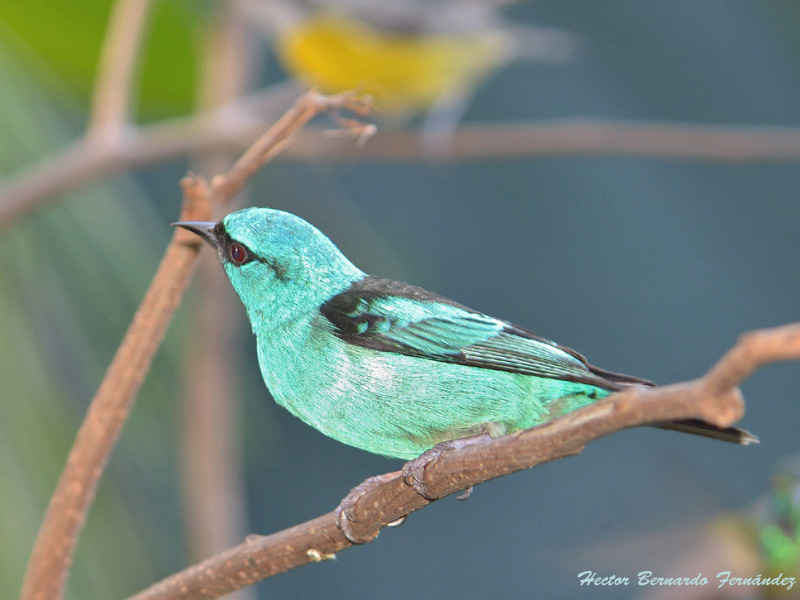 Photo Saí Azul