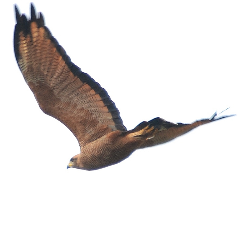 Foto Aguilucho Colorado