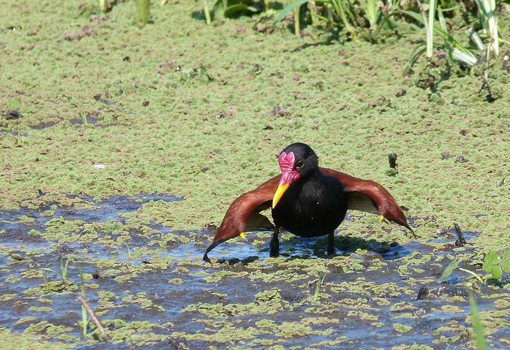 Photo Jacana