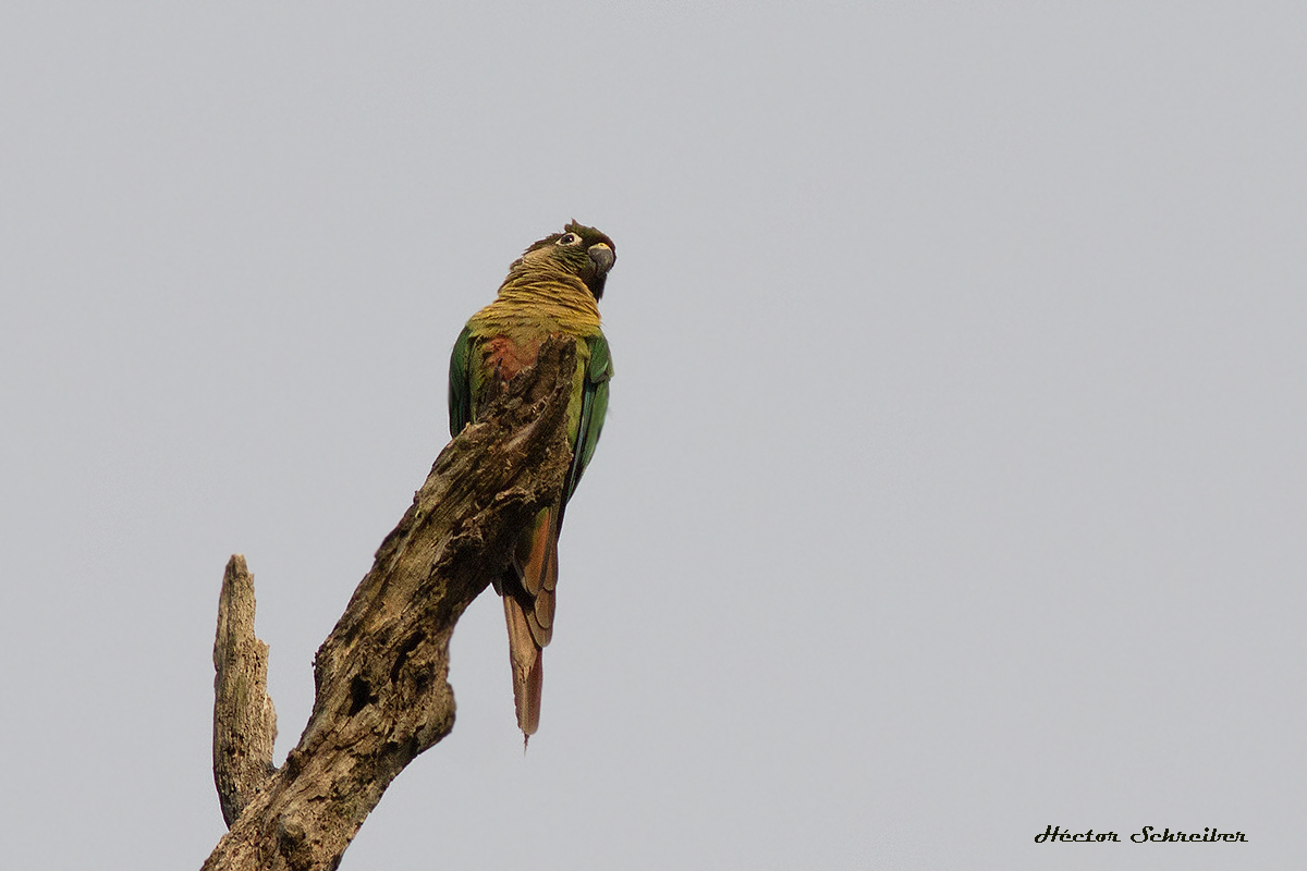 Photo Chiripepé Cabeza Verde