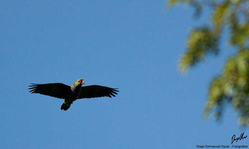 Foto Loro Vinoso
