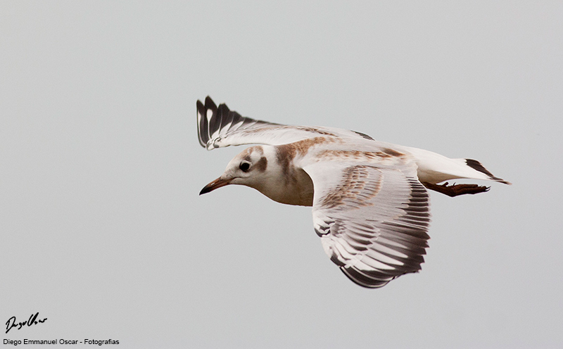 Photo Gaviota Capucho Café