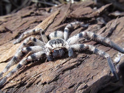 Photo Arañon del Monte