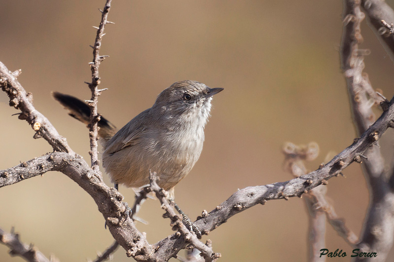 Photo Canastero Patagónico