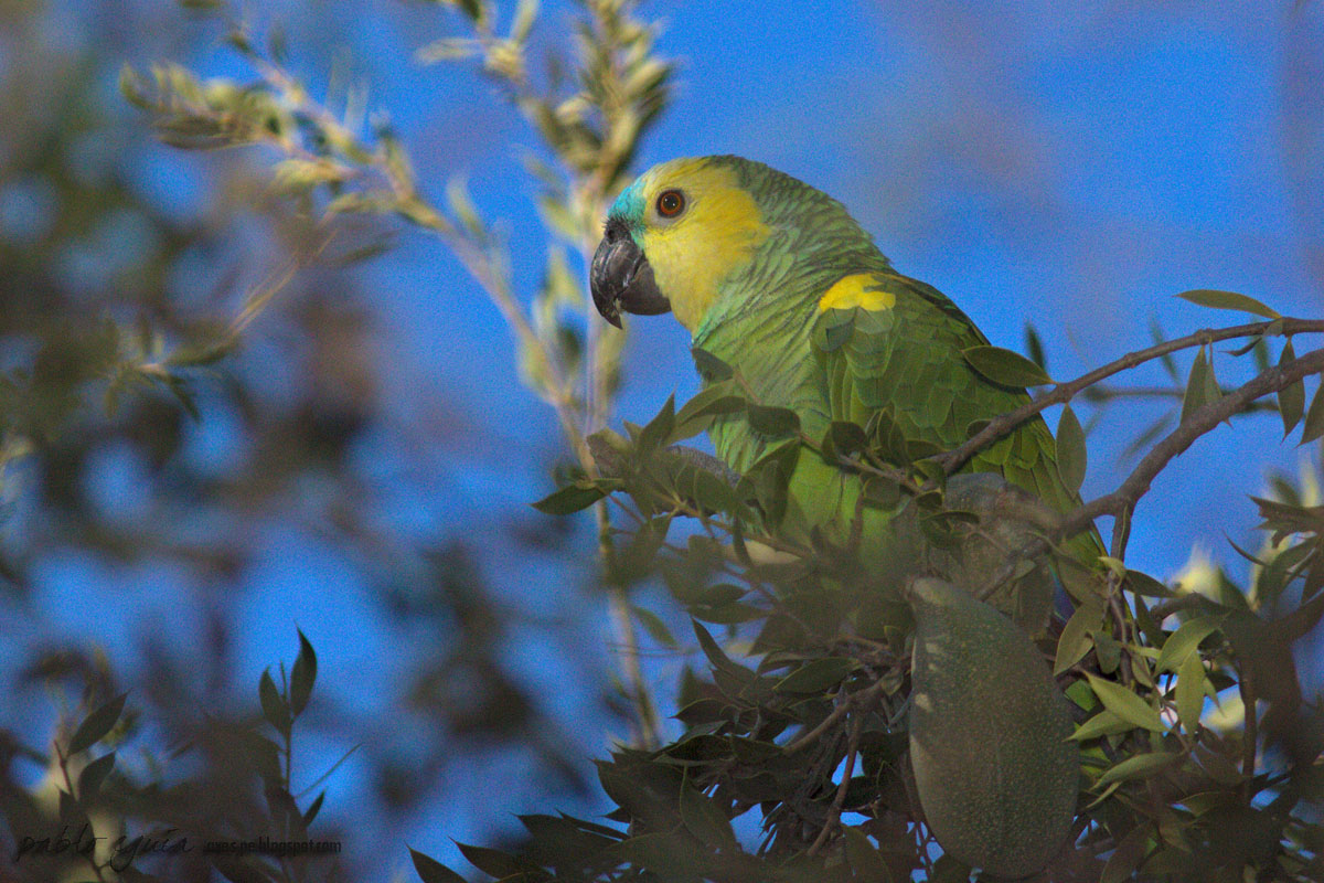 Foto Loro Hablador