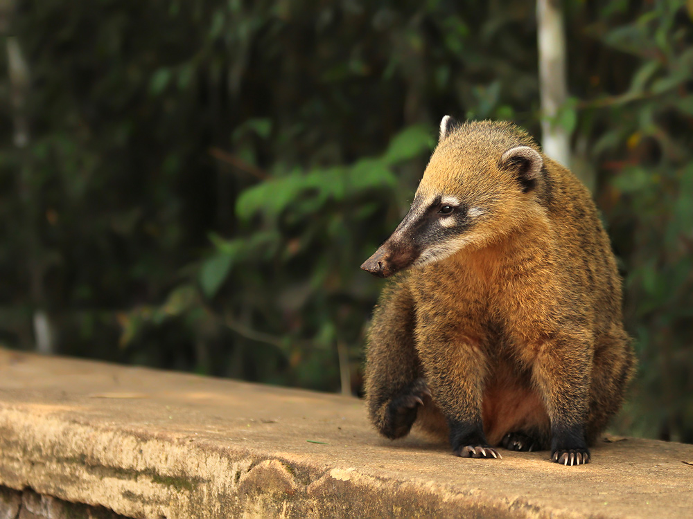 Foto Coatí