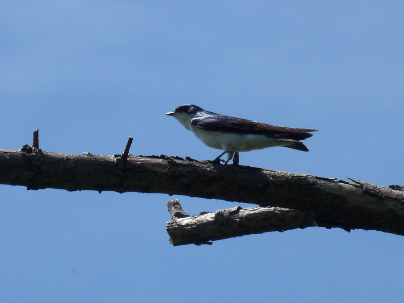 Photo Golondrina Ceja Blanca