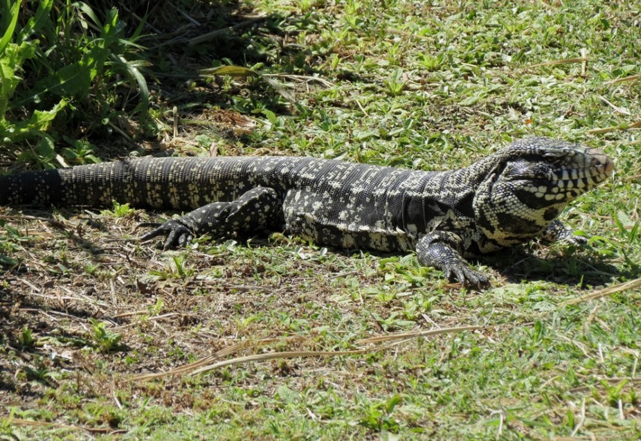 Foto Lagarto Overo