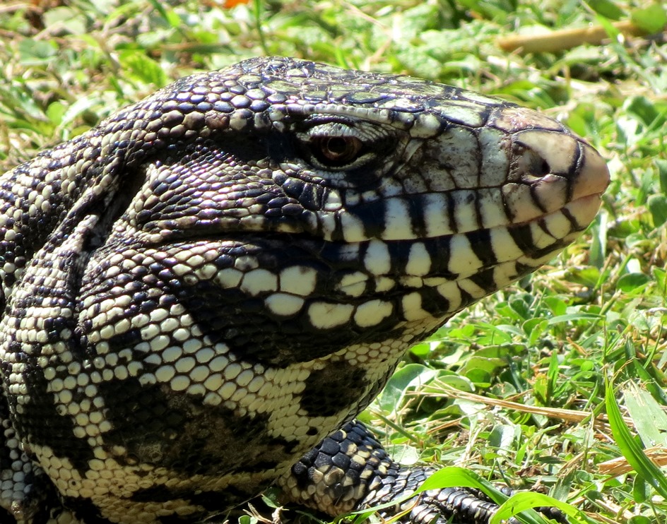 Foto Lagarto Overo