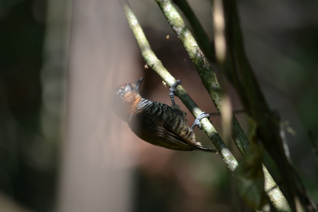 Foto Carpinterito Cuello Canela