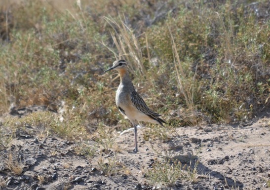 Foto Chorlo Cabezón