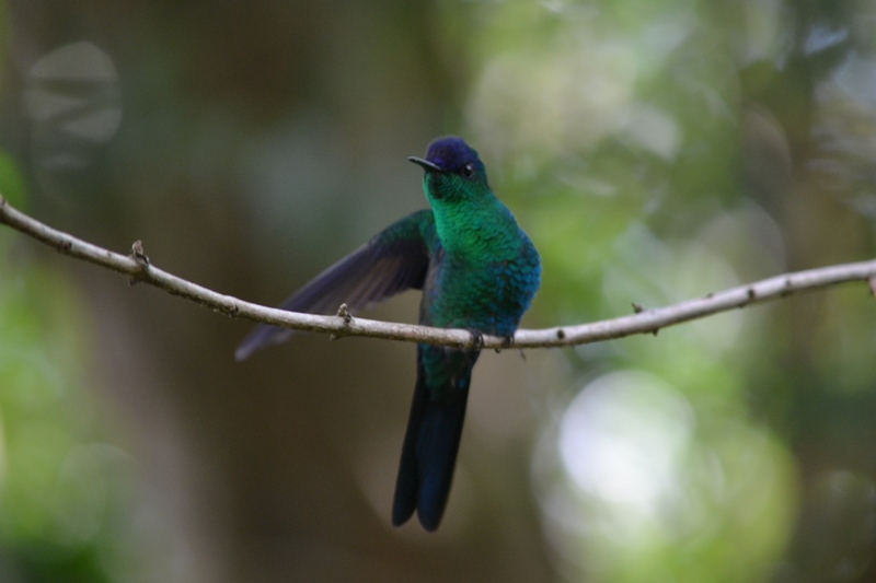 Photo Picaflor Corona Violácea